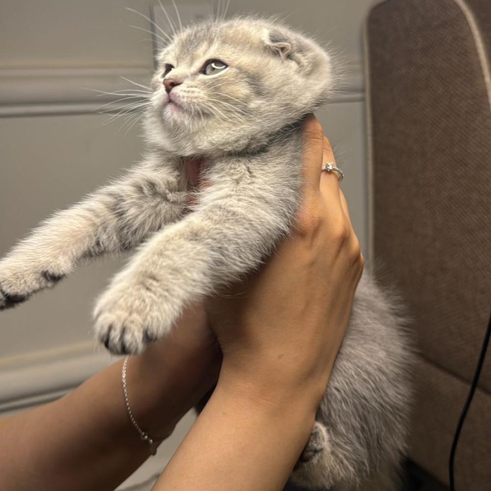 قطط سكوتش رماديه للبيع في الدمام