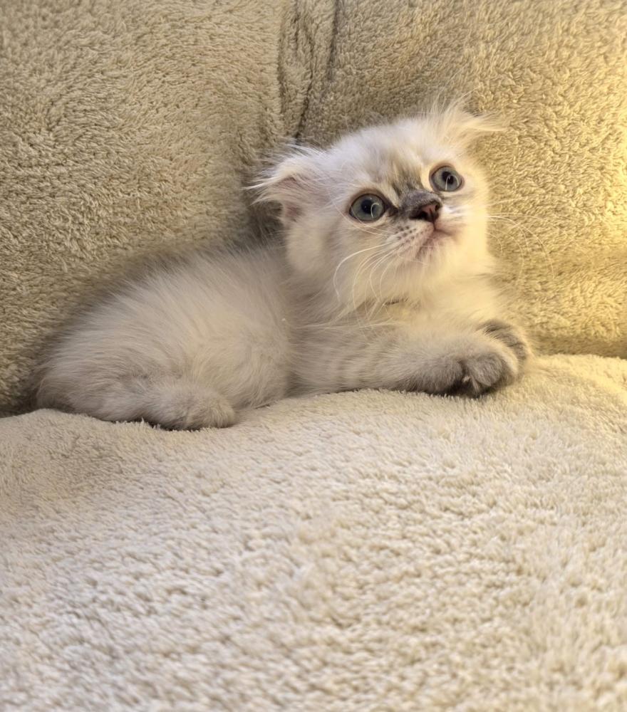 القط القزم للبيع في الرياض وجدة