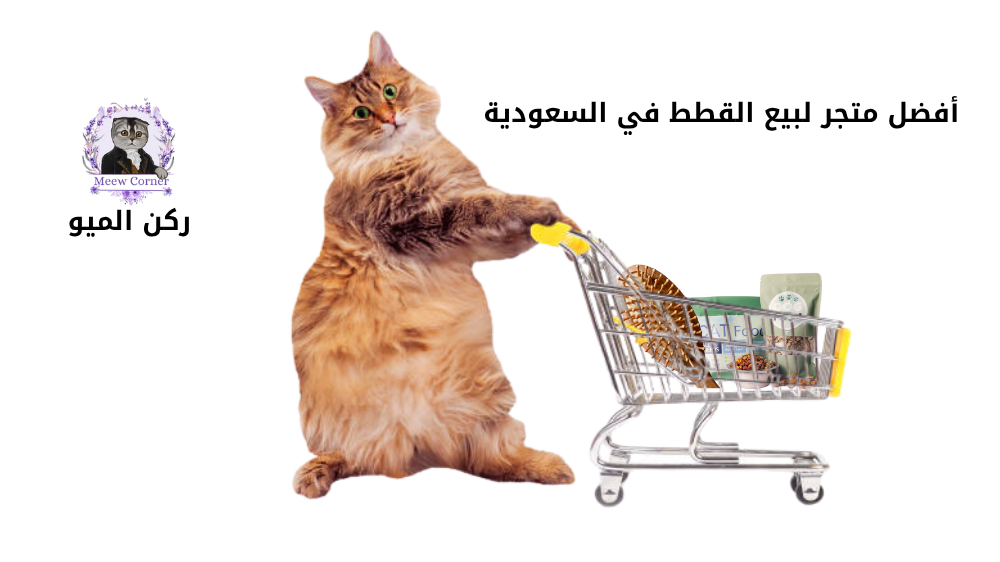 أفضل متجر لبيع القطط في السعودية للحجز 0530772151