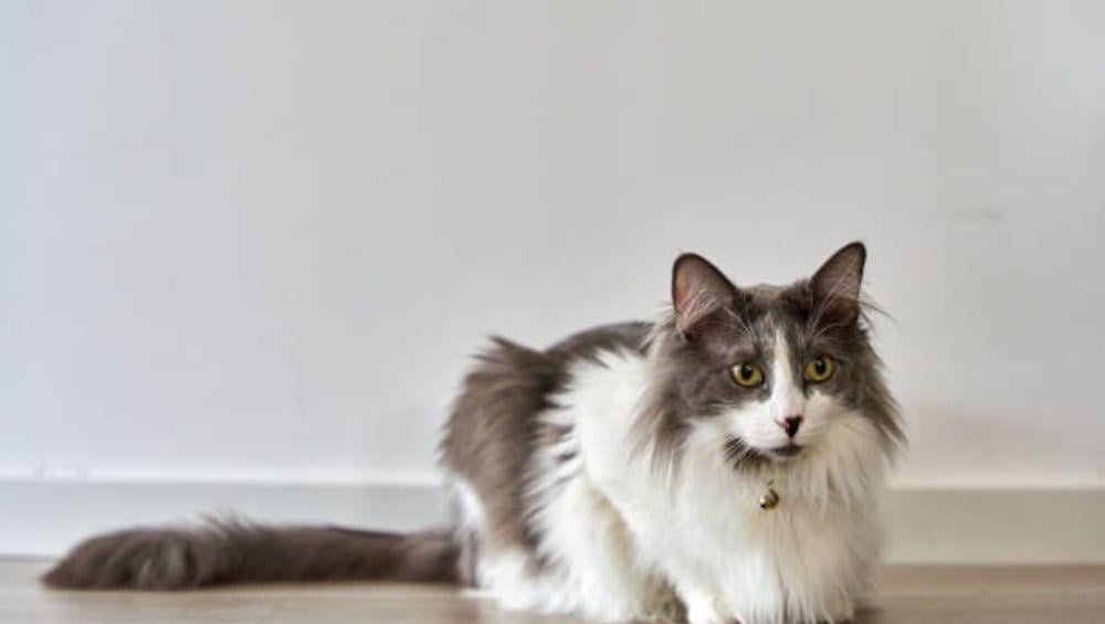 القطط طويلة الشعر vs قصيرة الشعر – أيهما أنسب لك؟