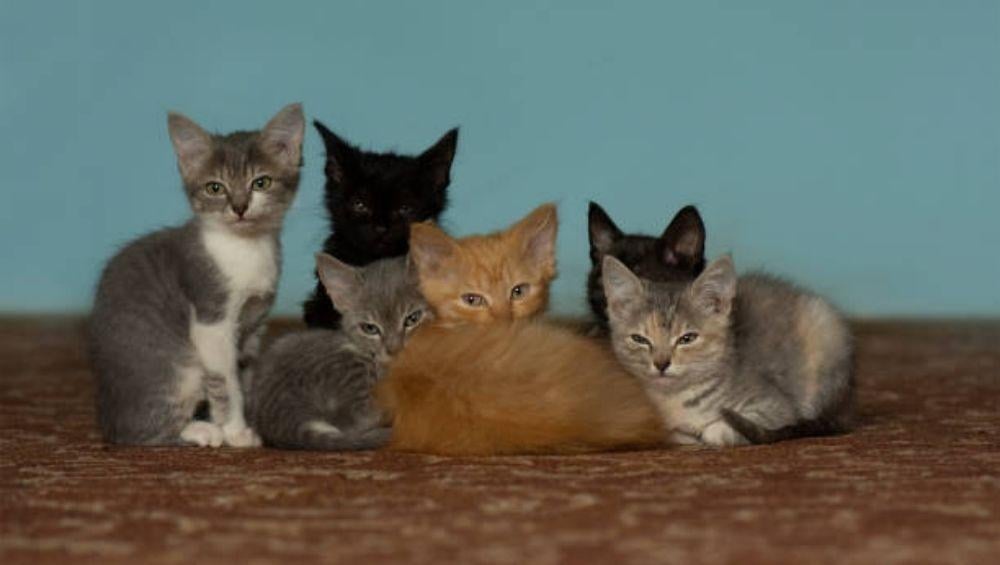 أغلى سلالات القطط في السعودية والعالم