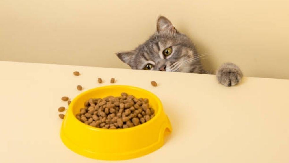 كيف تعرف أن قطك يعاني من الحساسية الغذائية؟