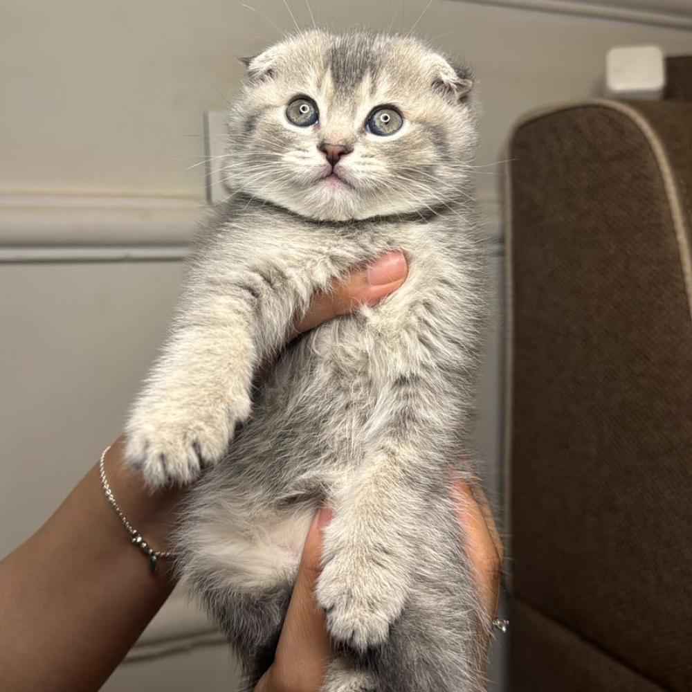 قط رمادي للبيع