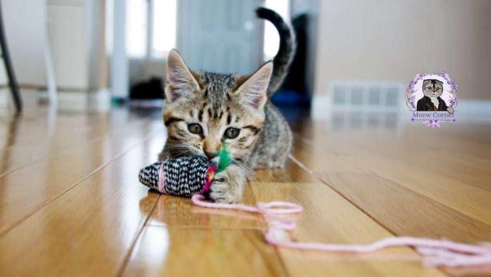 أهم 10 مستلزمات لازم تشتريها أول ما تجيب قط جديد