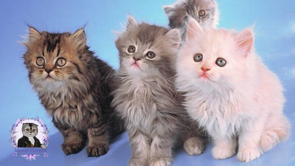 قطط سكوتش للبيع في السعودية