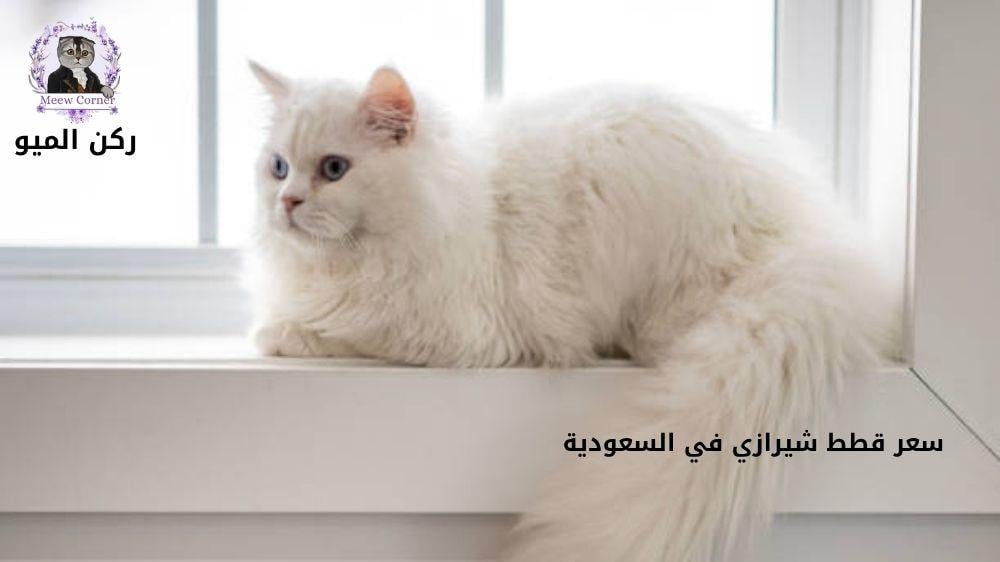 سعر قطط شيرازي في السعودية للحجز 0530772151