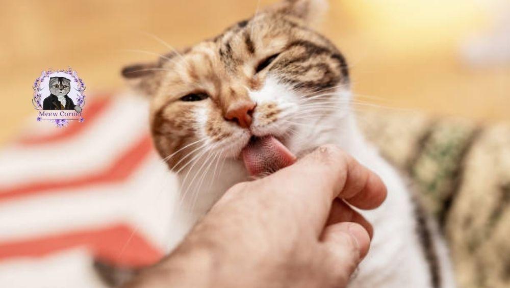 لماذا تلعق القطط أصحابها؟ المعنى الحقيقي لهذا التصرف