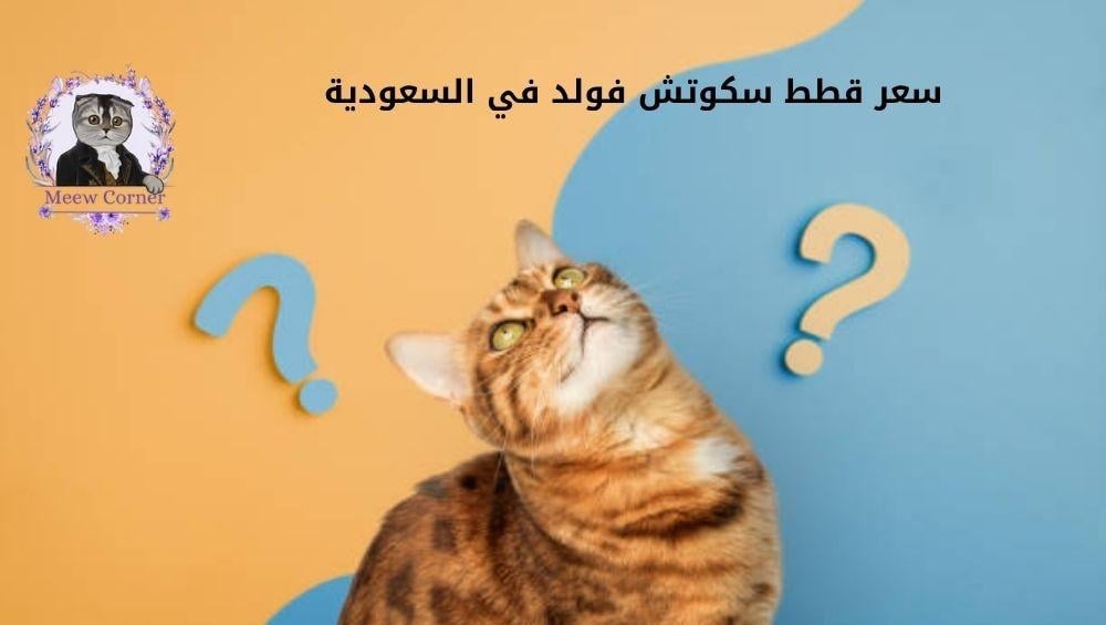 سعر قطط سكوتش فولد في السعودية