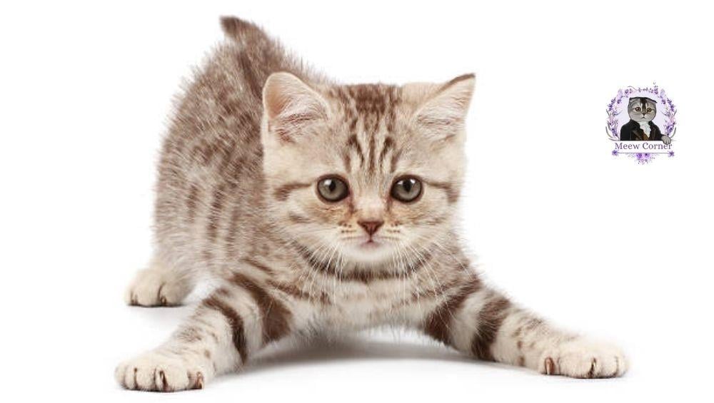 قطة صغيره مع طعام مخصص للقطط الصغيرة توضح العناية والتغذية المناسبة