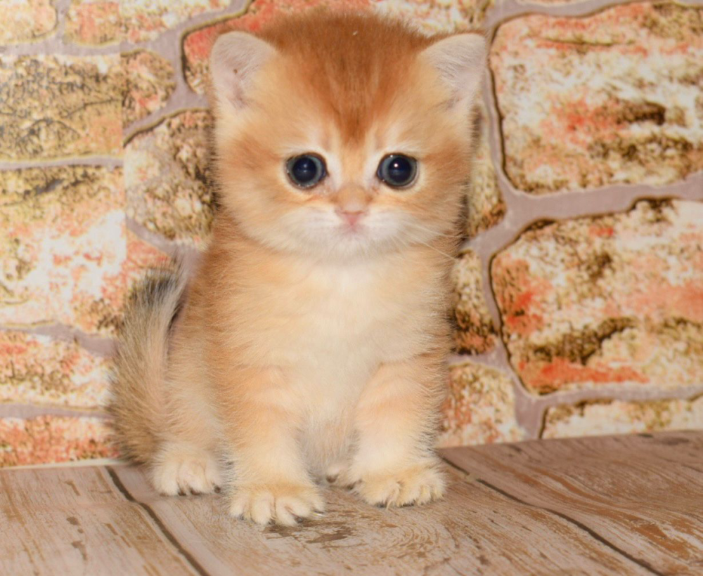 قطوه برتش مسجله