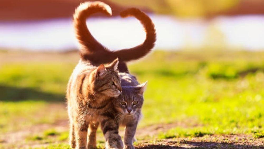 كيف تعرف أن قطتك تحبك