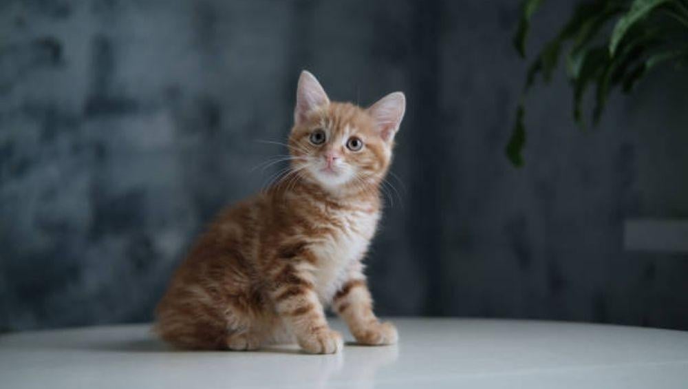 قطط صديقة للبشرة الحساسة اكتشف السلالات الخالية من الحساسية