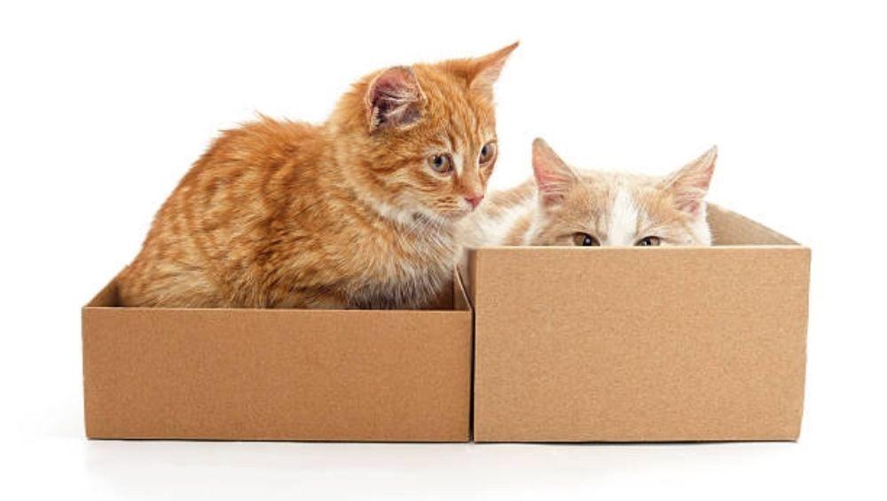 لماذا تحب القطط صناديق الكرتون؟ السر وراء هذا السلوك الغريب