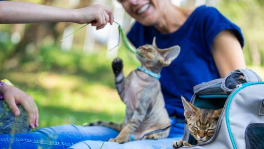 هل تشعر القطط بالغيرة من الحيوانات الأخرى؟