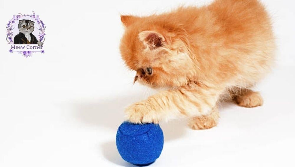 قطط الهيمالايا الصغيرة احجز الان 0530772151