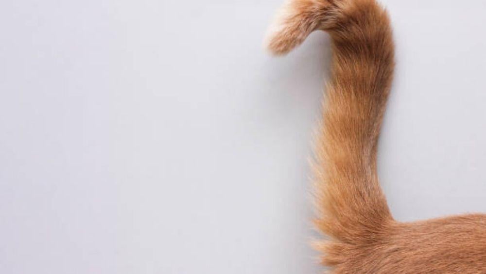 كيف تعرف مشاعر قطك من حركات ذيله؟