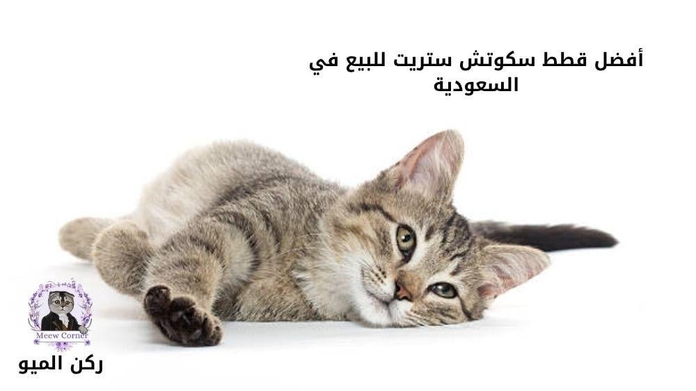 أفضل قطط سكوتش ستريت للبيع في السعودية