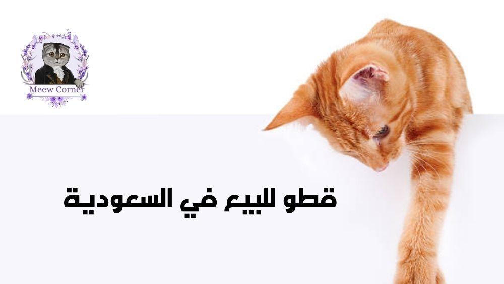 قطو للبيع في السعودية