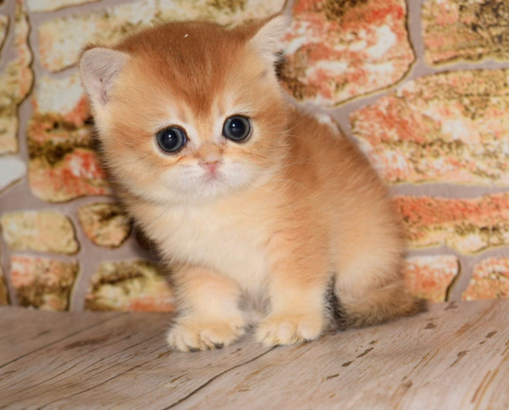 قطط برتش لللبيع