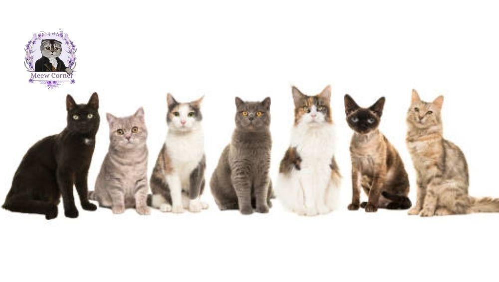 أجمل سلالات القطط في العالم من الشيرازي إلى البنغالي