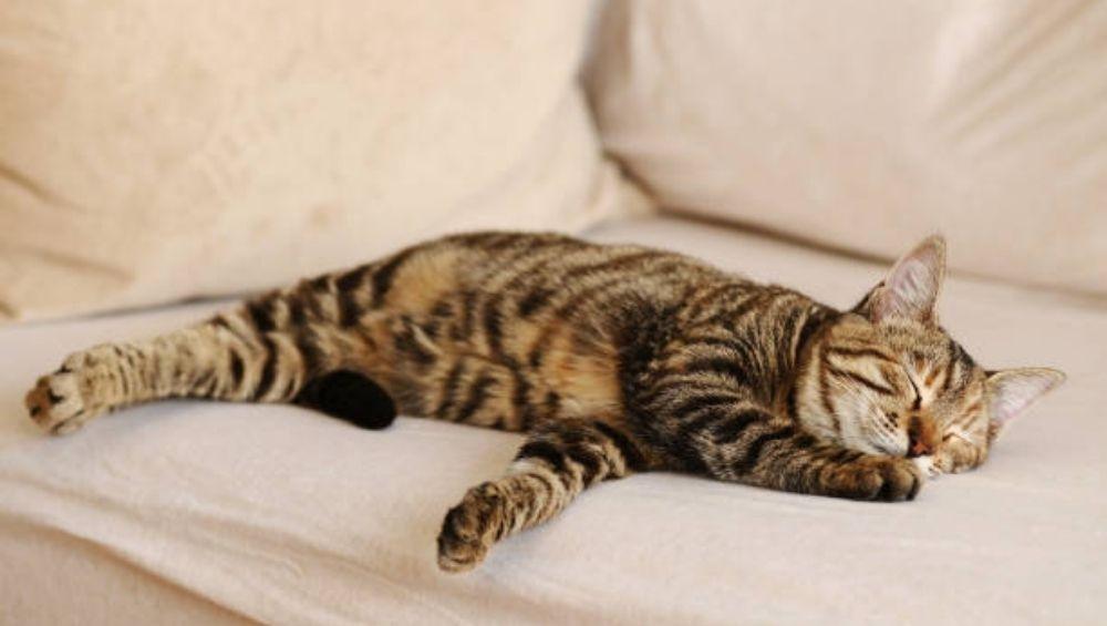 أسباب نوم القطط الطويل متى يكون طبيعيًا ومتى يستدعي القلق