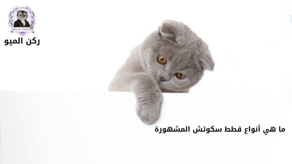 ما هي أنواع قطط سكوتش المشهورة