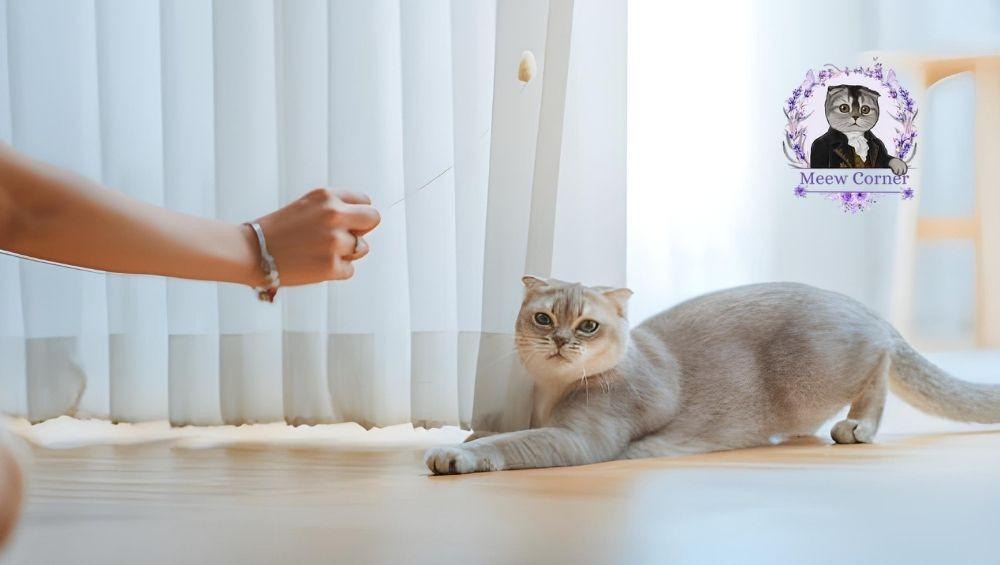 قطط سكوتش للبيع في السعودية  ركن الميو