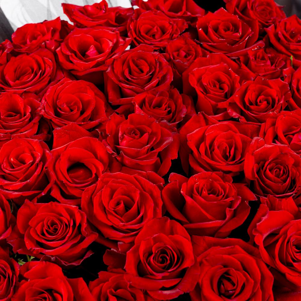 جوري الأسود  الملكي