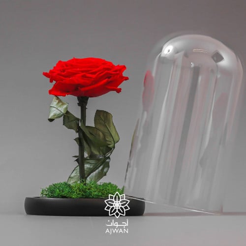 ورد جوري دائم