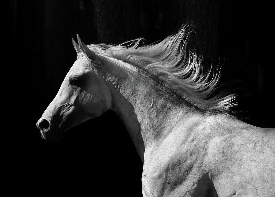 الخيل العربي