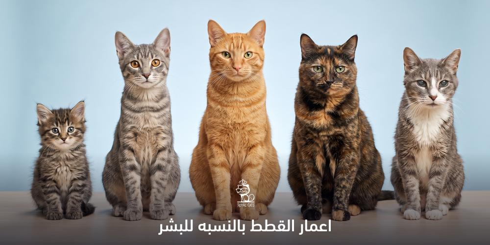 اعمار القطط بالنسبه للبشر