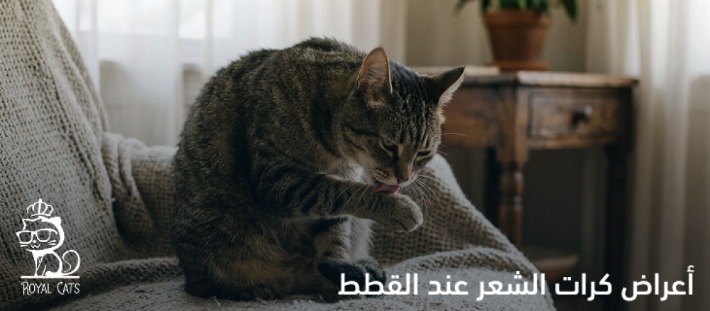 أعراض كرات الشعر عند القطط: دليلك الشامل للأسباب وطرق العلاج والوقاية