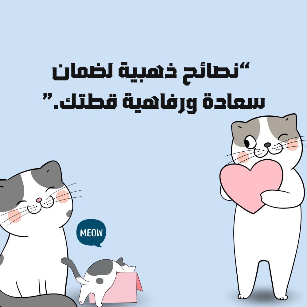 نصائح ذهبية لسعادة قطتك