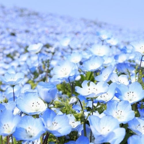 بذور زهرة عيون الطفل الزرقاء ( Nemophila menziesii...
