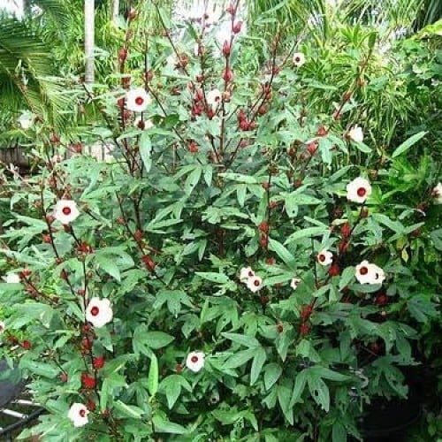 بذور شجيرة الكركديه ( Hibiscus sabdariffa )