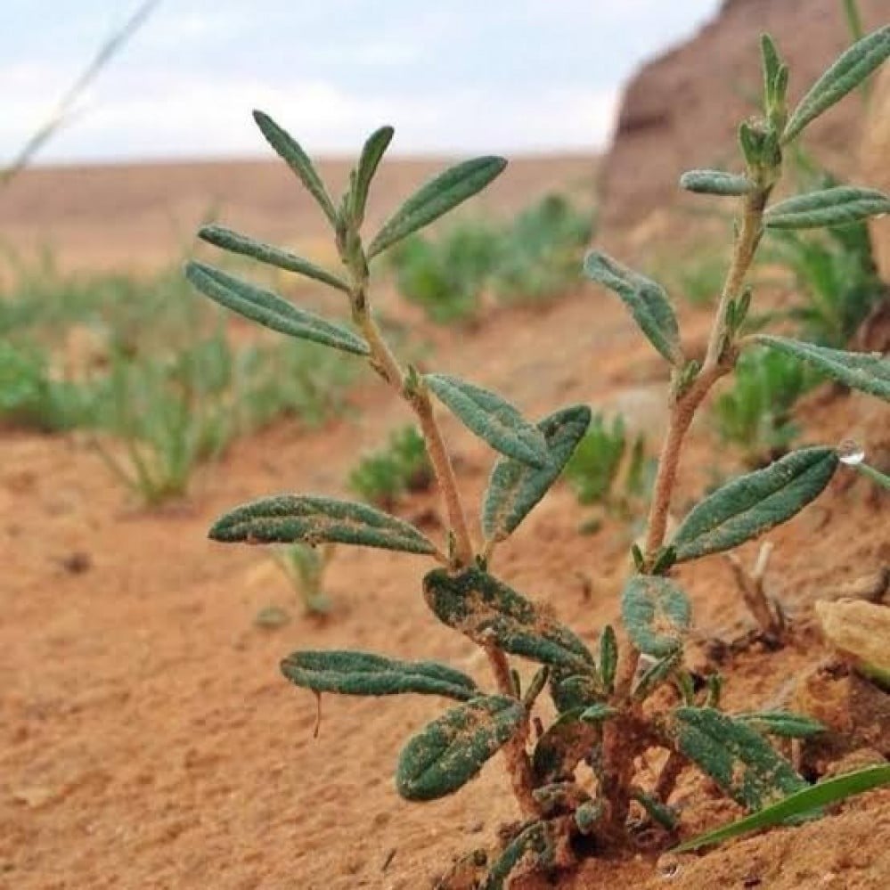 بذور الرقروق - القصيص المصاحب للكمأة أو الفقع ( Helianthemum )