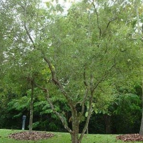 بذور شجرة الحناء البلدي (Lawsonia Inermis)