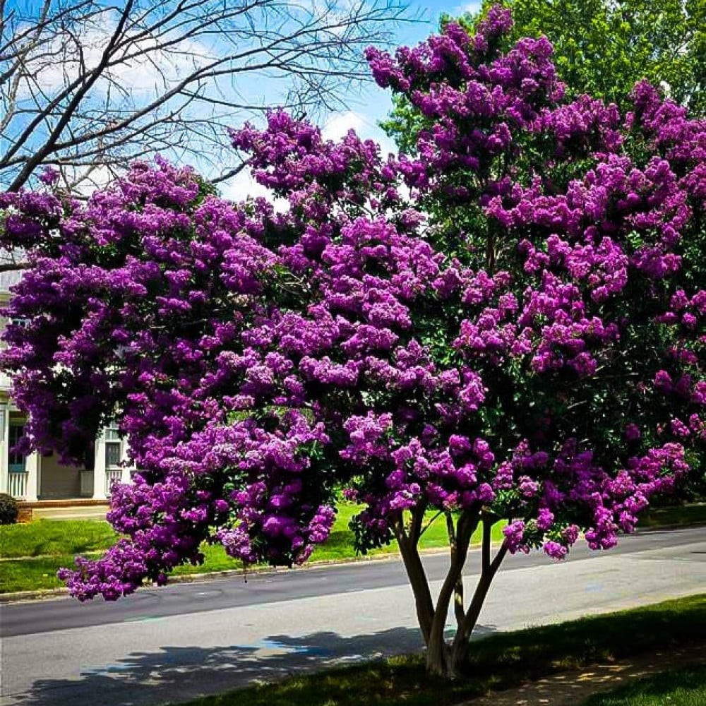 ‫بذور تمر حنا بنفسجي - لاجستروميا ( Lagerstroemia indica )
