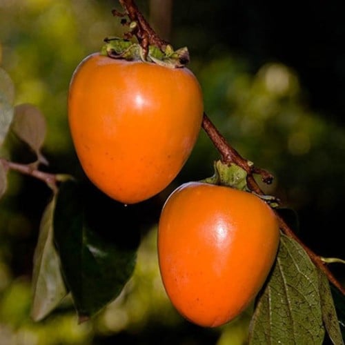 بذور فاكهة الكاكا ( Diospyros virginiana )