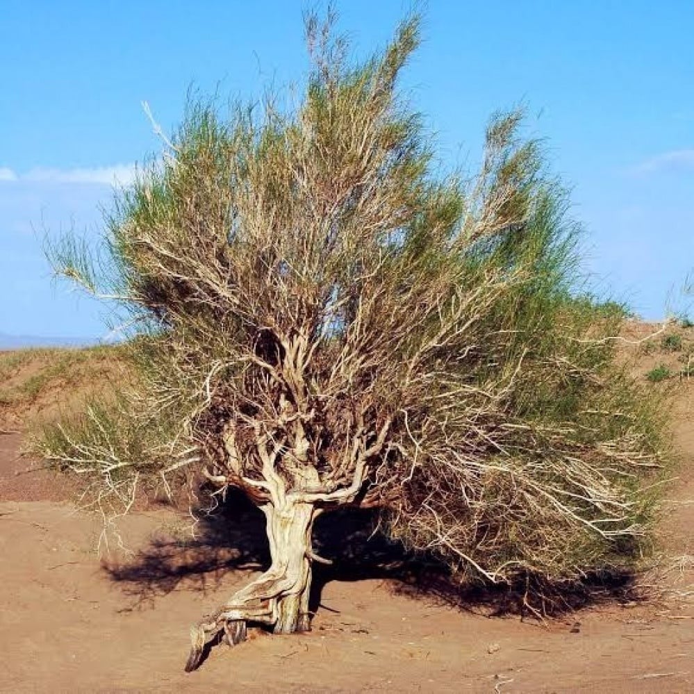 بذور شجيرة الغضا ( Haloxylon ammodendron )