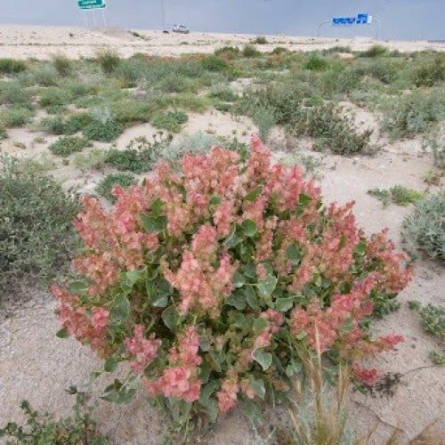 بذور شجيرة الحميض ( Rumex vesicarius )