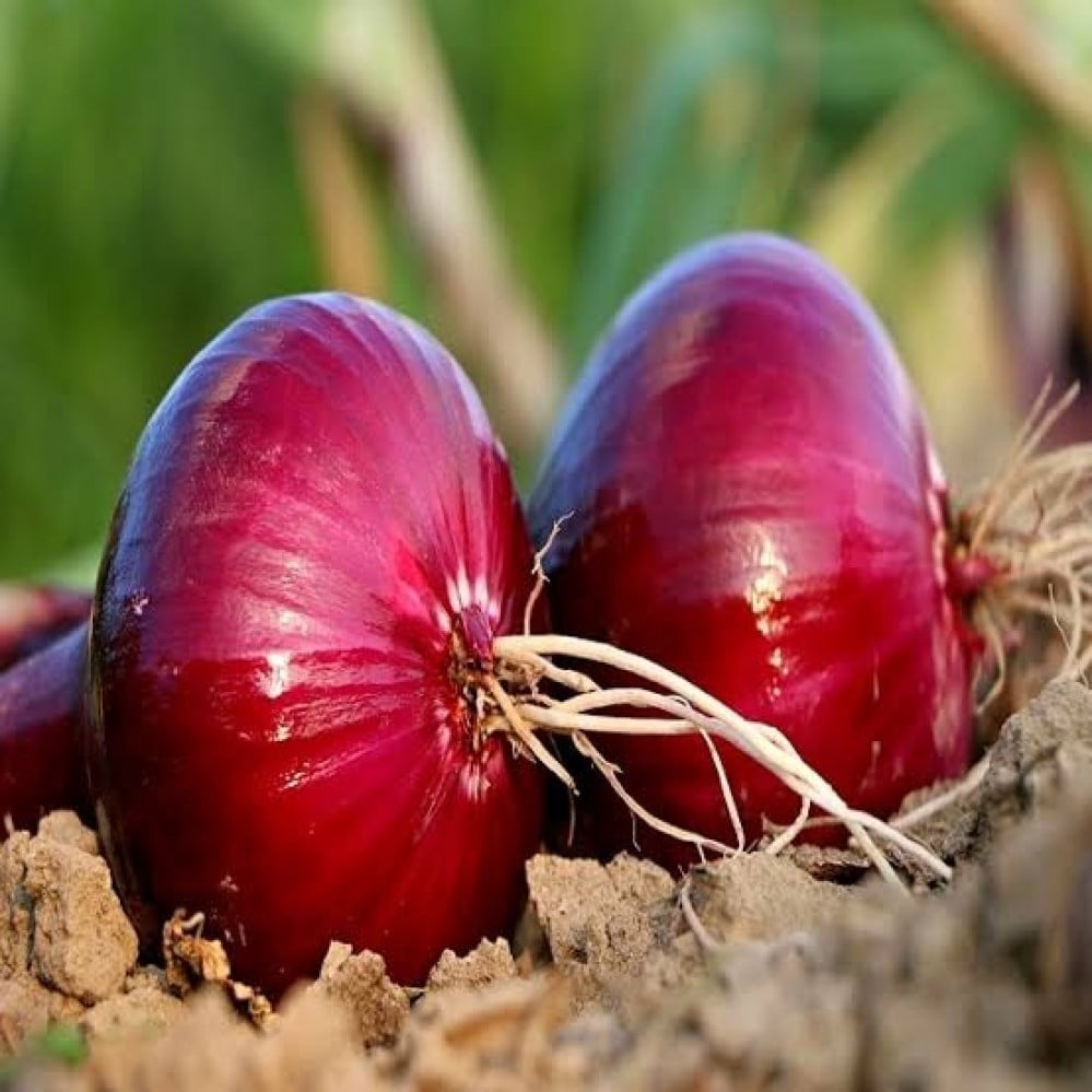 بذور البصل الأحمر ( Allium cepa )