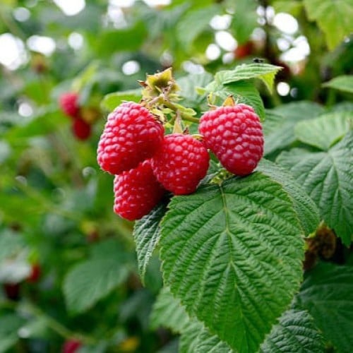 بذور شجيرة توت العليق الأحمر ( Rubus idaeus )