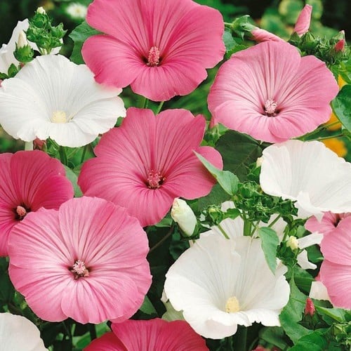 بذور زهرة لافاتيرا ( Lavatera trimestris )
