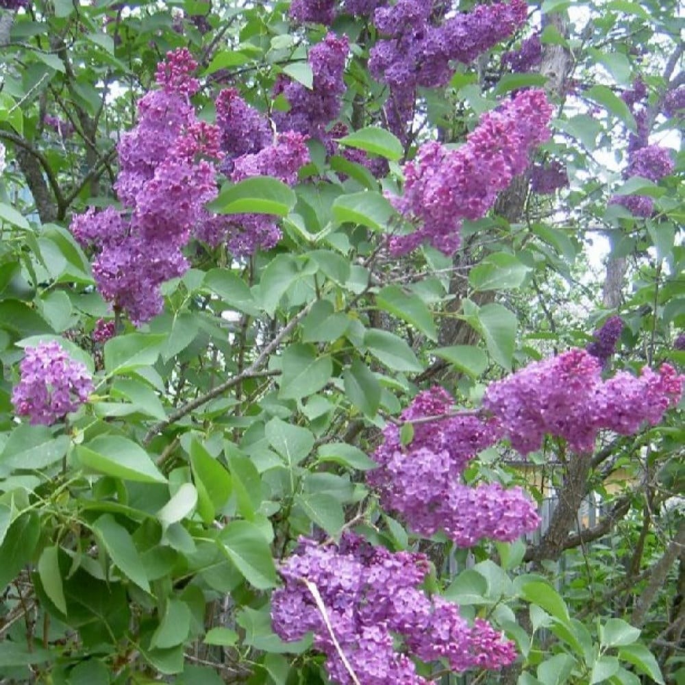 ‫بذور تمر حنا بنفسجي - لاجستروميا ( Lagerstroemia indica )