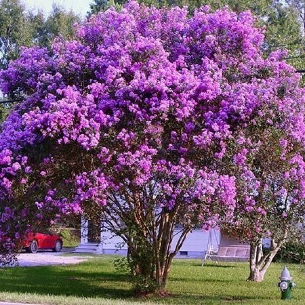 ‫بذور تمر حنا بنفسجي - لاجستروميا ( Lagerstroemia indica )
