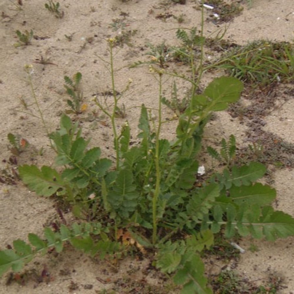 بذور عشبة الحرشاء ( Brassica tournefortii )