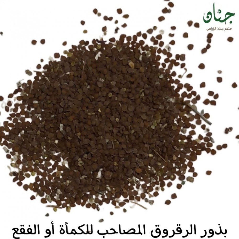 بذور الرقروق - القصيص المصاحب للكمأة أو الفقع ( Helianthemum )