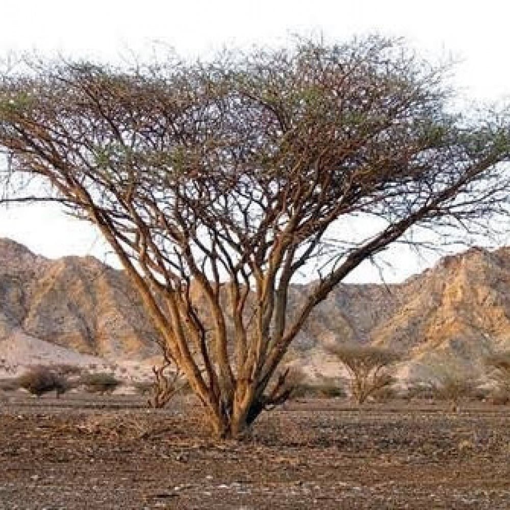 بذور شجرة السمر ( Acacia tortilis )