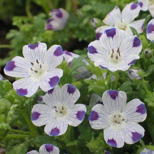 بذور زهرة البقع الخمس ( Nemophila maculata )